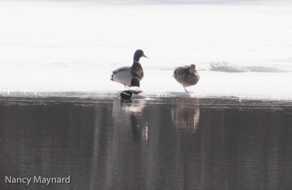 Mallards on the Connecticut