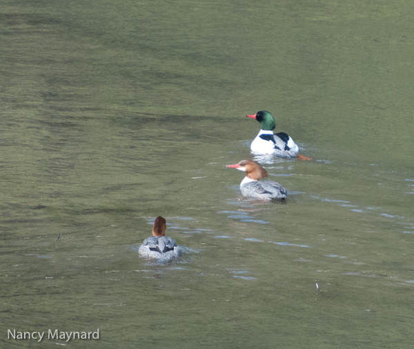 Common mergansers