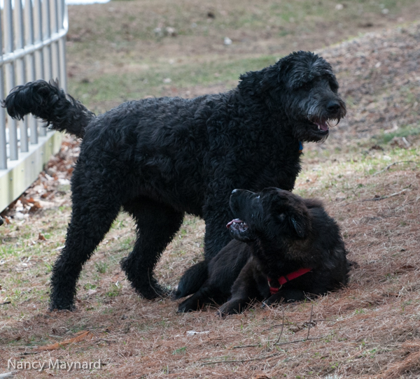 Nellie and Hochi playing