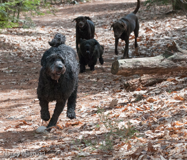 Nellie, Ellie, Bogie and Hochi