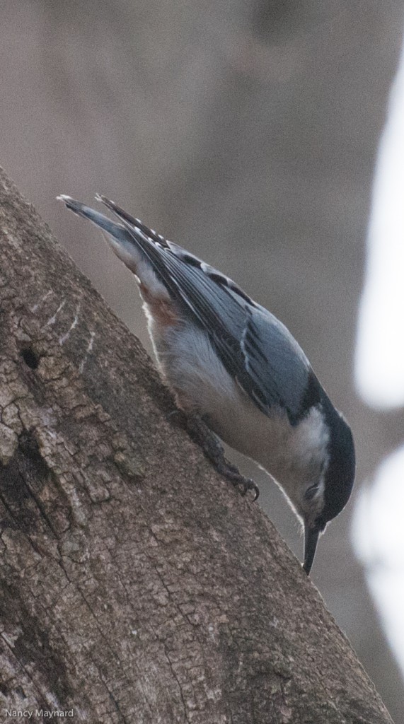 Nuthatch