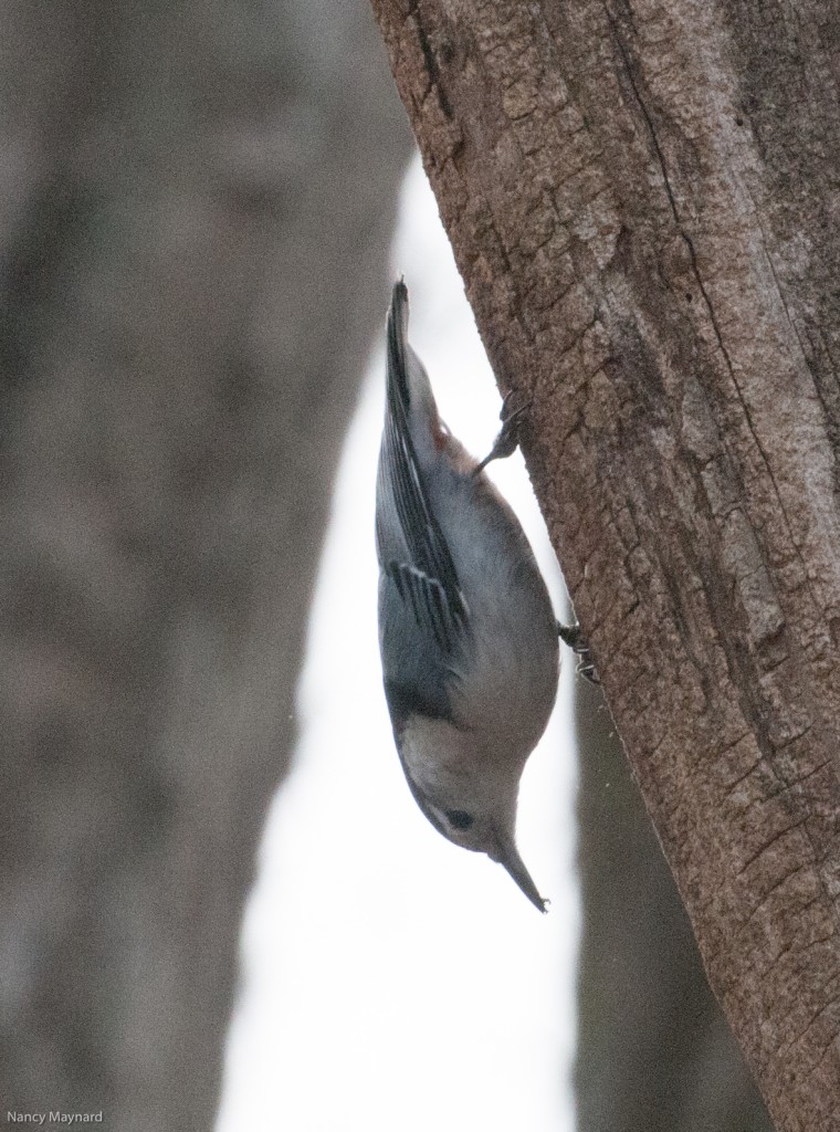 Nuthatch