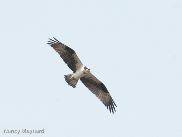 Osprey hunting