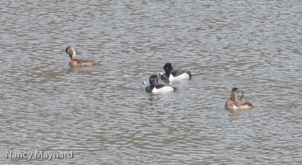 I think these are ring necked ducks.