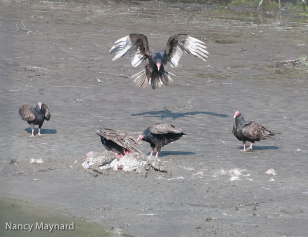 Turkey vulture feeding on  a deer.