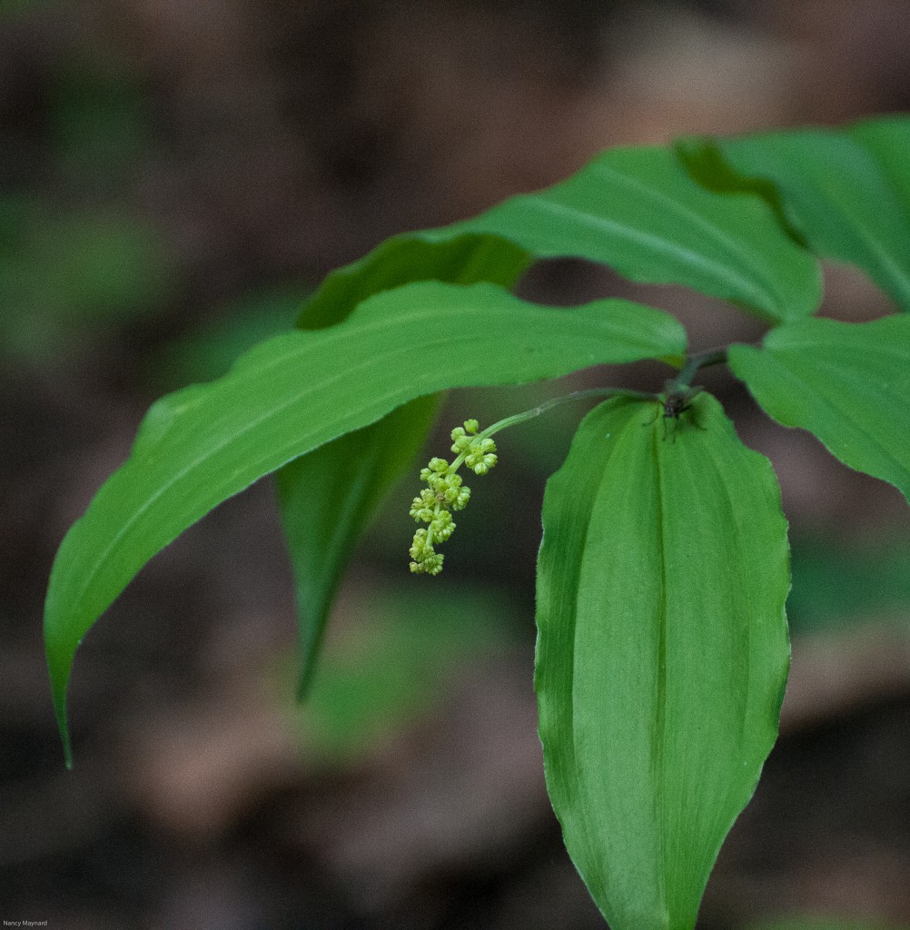 False solomon seal