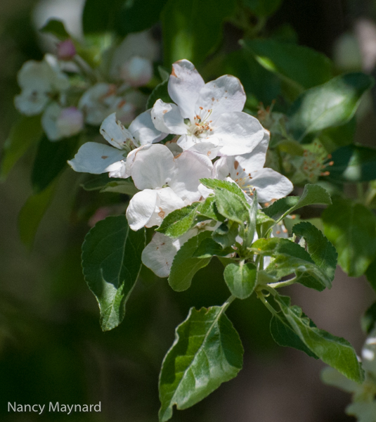 apple blossoms