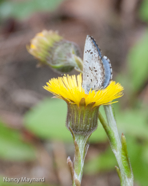 Colts foot with butterfly 