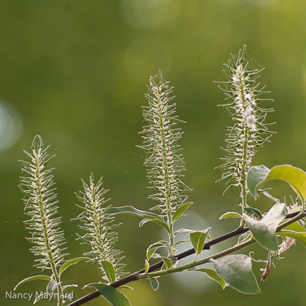 Catkins