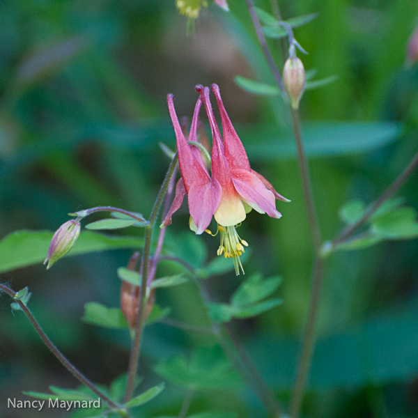 Columbine 