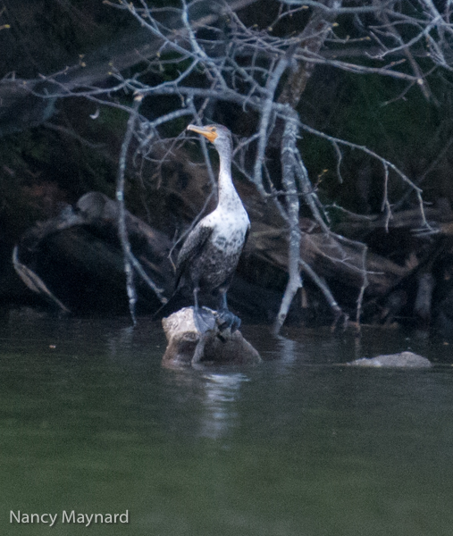 Cormorant 