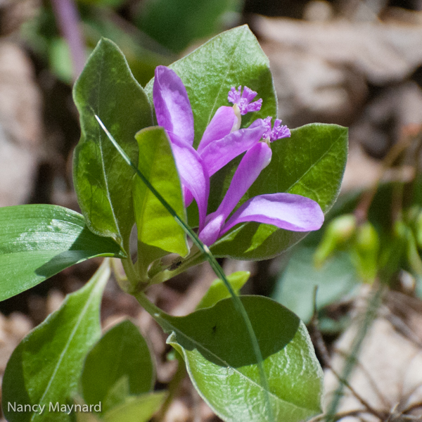 Fringed polygala