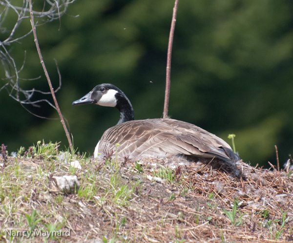 Goose on nest 