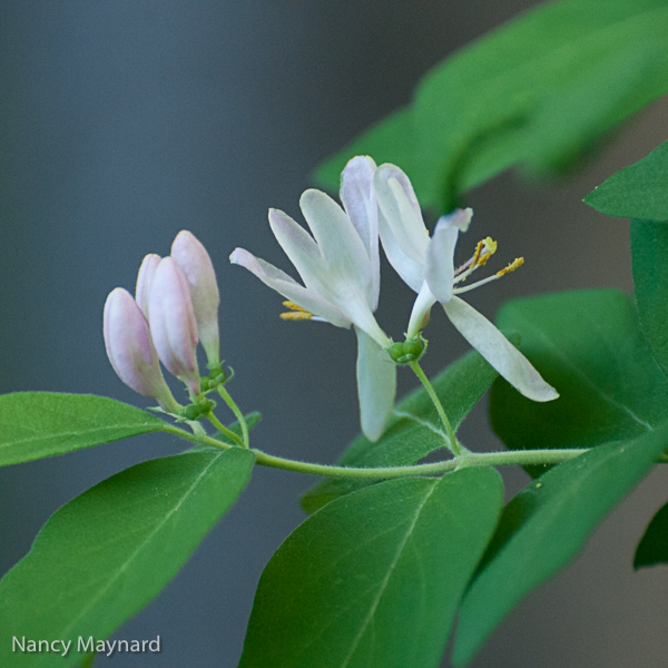 Honeysuckle