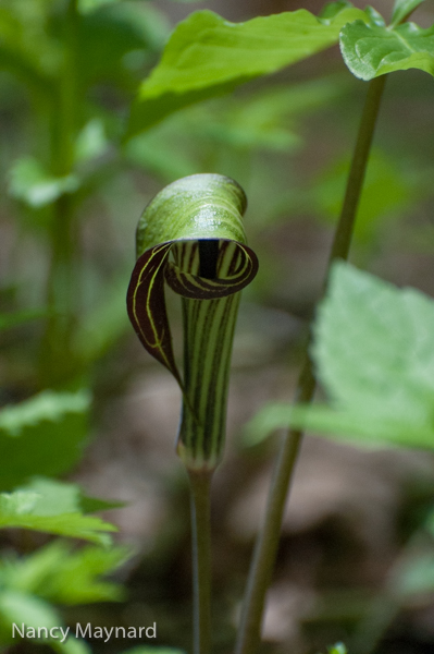 Jack in the pulpit.