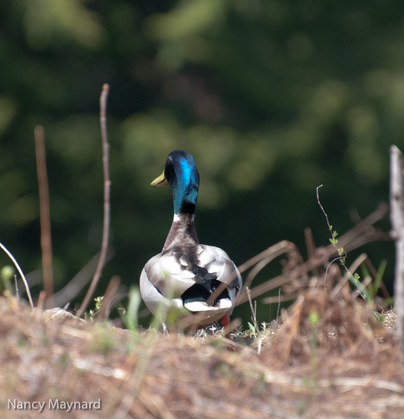 Mallard on island