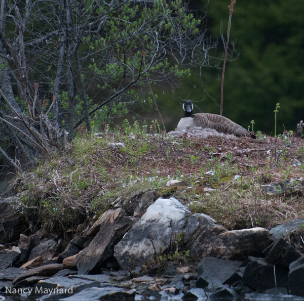 Nesting goose.