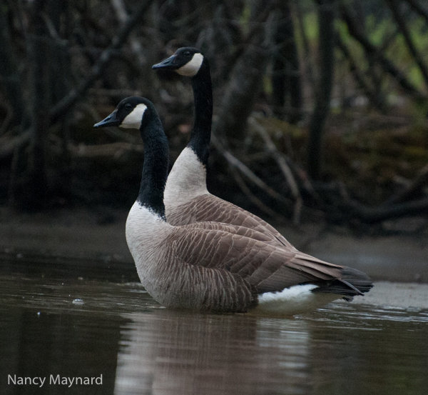 Pair of geese