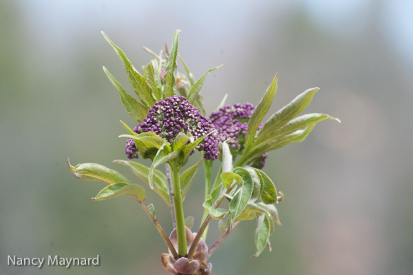 a purple flowering bush 