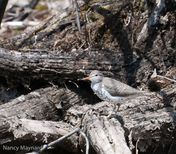 Spotted sandpiper