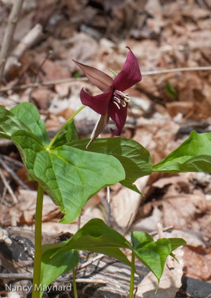 Trillium