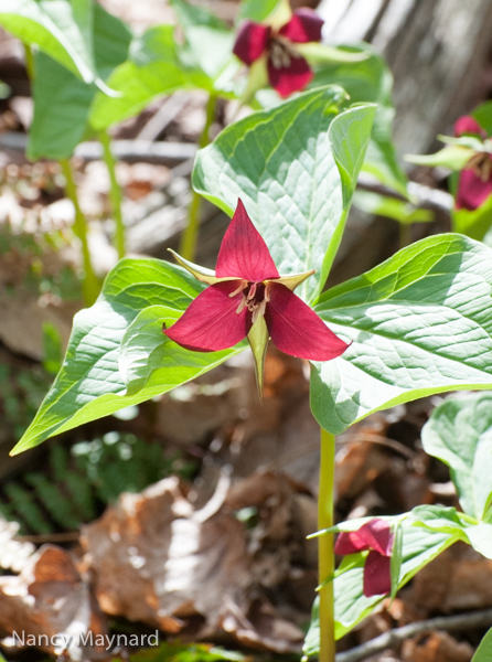 Trillium