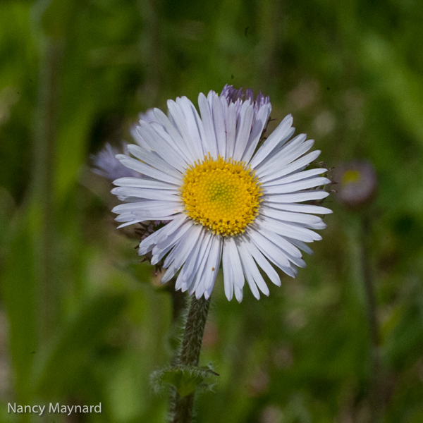 Aster