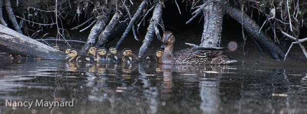 Baby ducks 