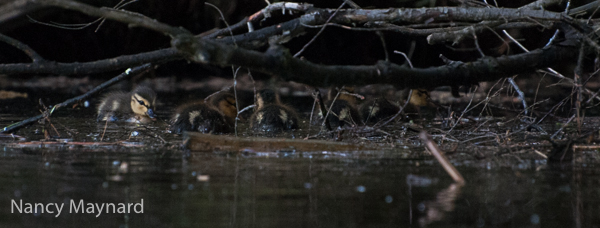 Ducklings hiding.