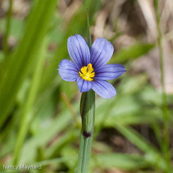 Blue-eyed grass 