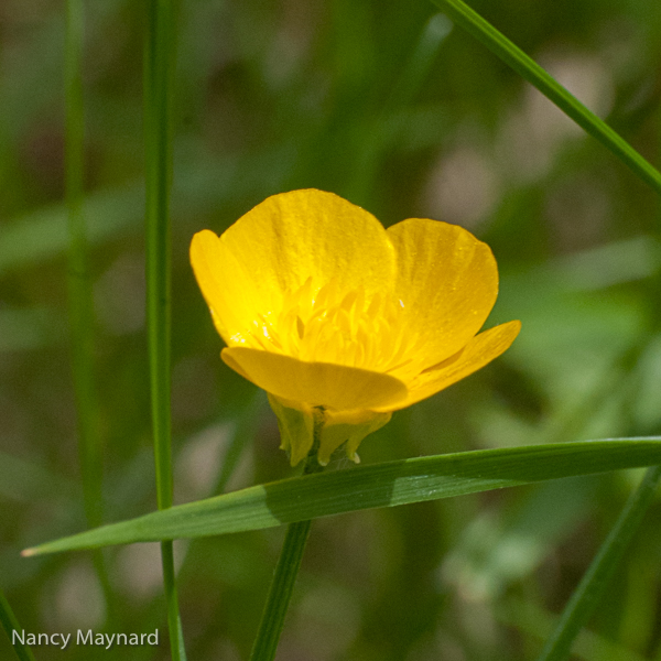 Buttercup, Jericho St.