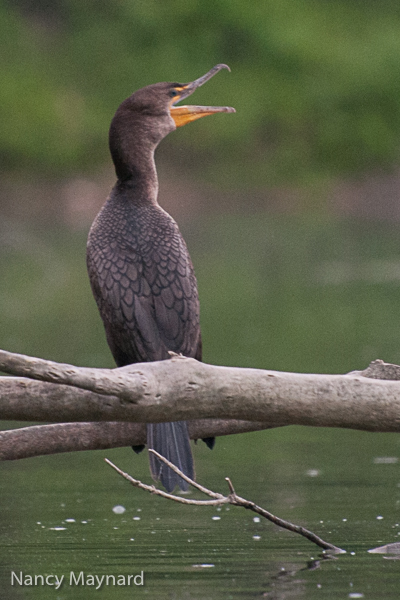 Cormorant