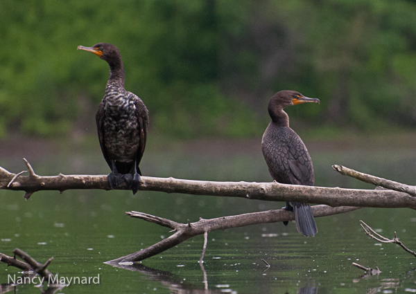 cormorants-3294