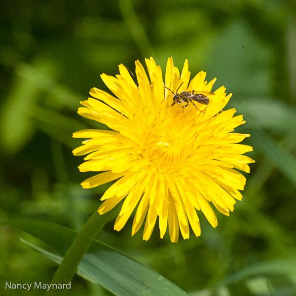 Dandelion, Jericho St.