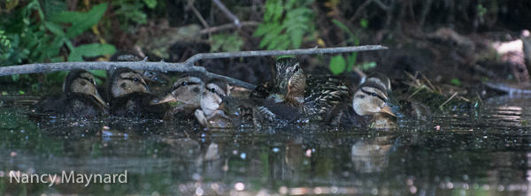 Duck family hiding in the shadows