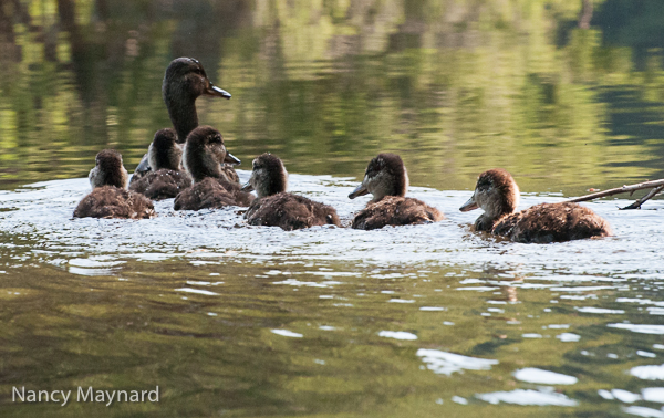 Duck family swimming
