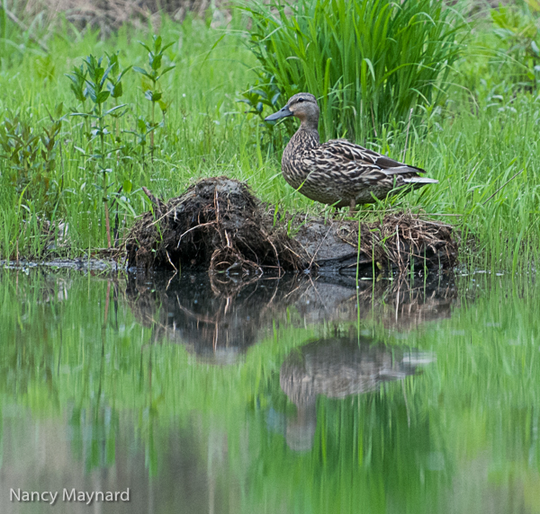 Mallard