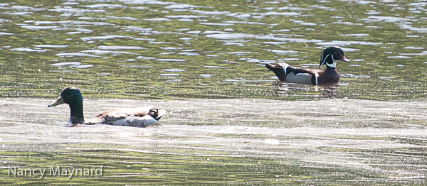 Mallard and wood duck