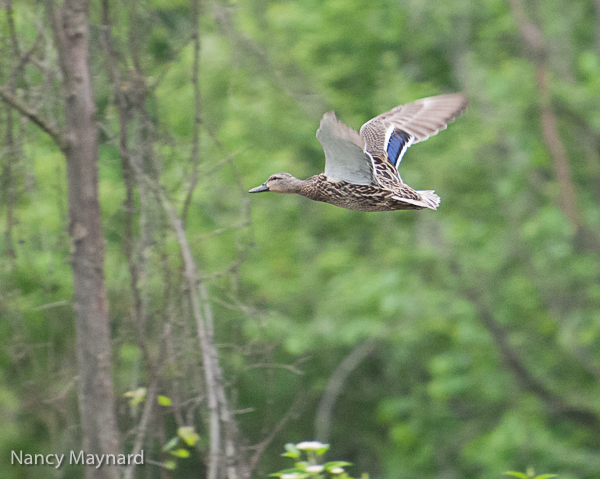 Ms mallard flying