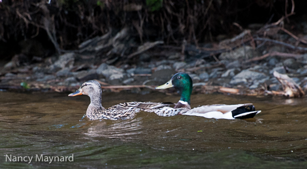 Mr and Mrs Mallard