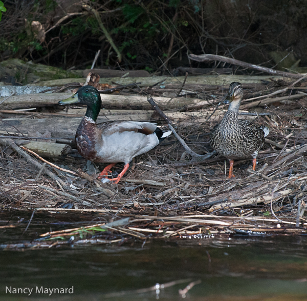 mallards-3177