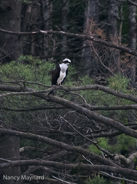 Osprey