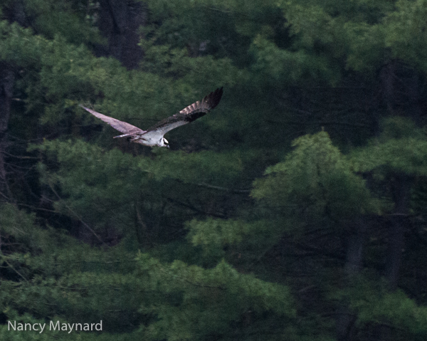 Osprey flying