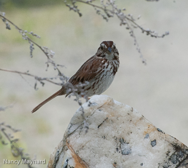 Song sparrow