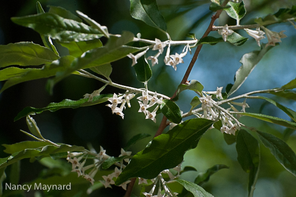 White flowering bush