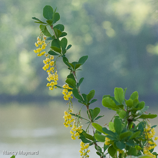 yellow bush-3258