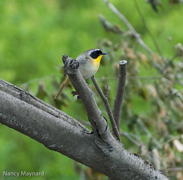 Yellowthroat