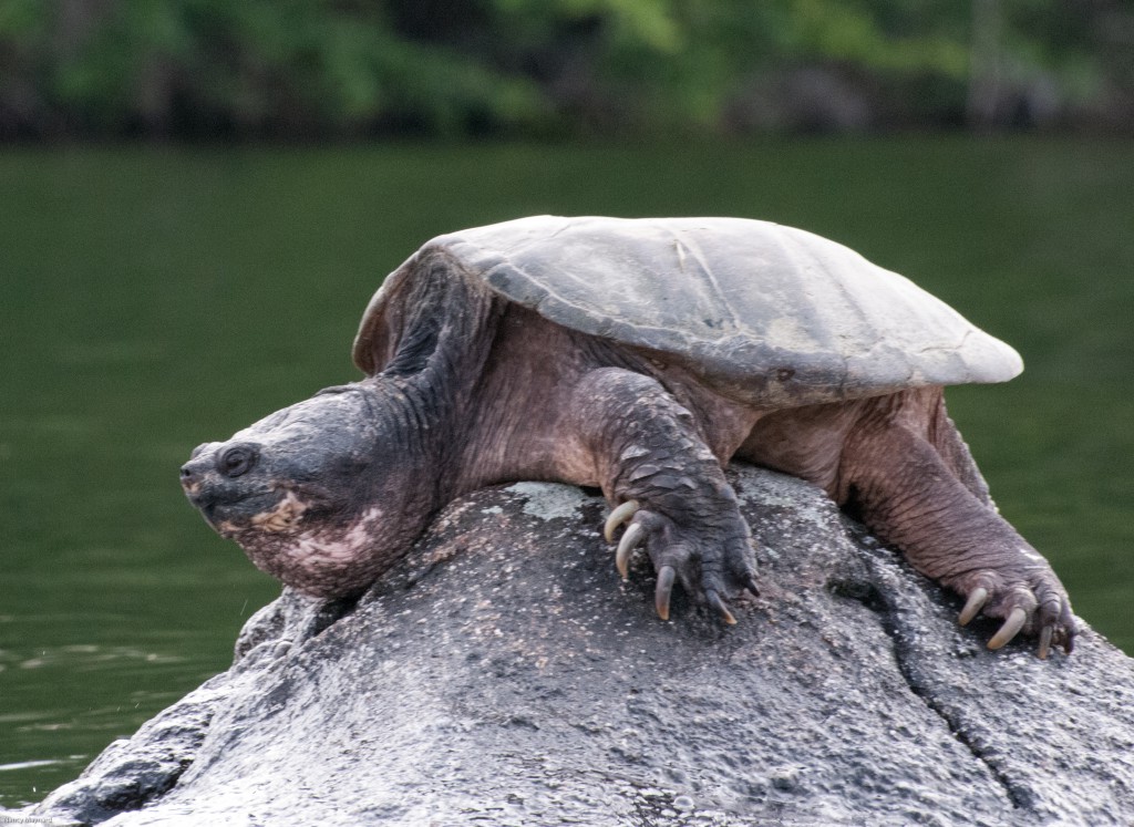 Snapping turtle by the narrows.