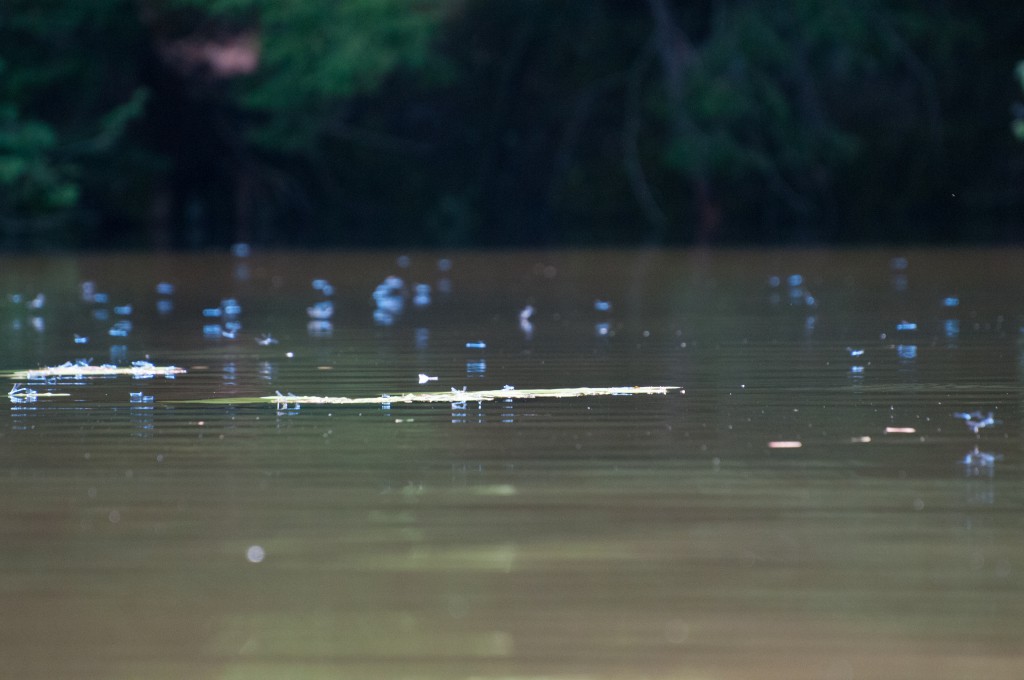 Mink Brook was blue with damselflies.