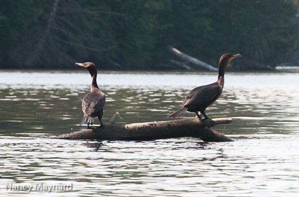 Cormorants on log 